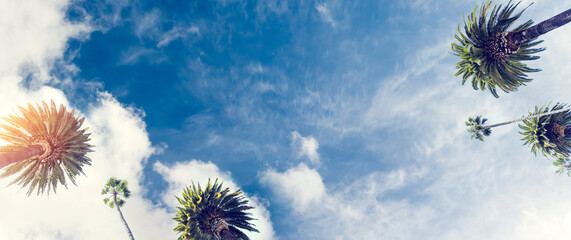 Fototapete - A perfect summer day and tall palms