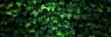 Lush green ivy leaves densely cover a wall, creating a vibrant, natural backdrop. The rich foliage is fresh and full, evoking a sense of tranquility and natural beauty.