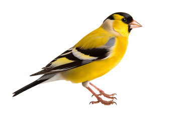 Elegant goldfinch isolated on transparent background for ornithology and nature-themed design projects