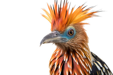 Wall Mural - Vibrant hoatzin bird in PNG format isolated on transparent background with distinctive feather patterns and unique appearance