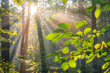 Poster - Sunbeams Through Forest Canopy
