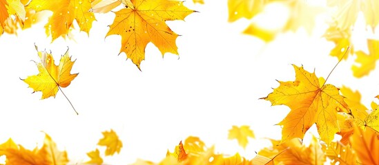 Aufkleber - Autumn themed backdrop with numerous yellow maple leaves featuring a white background providing room for text in a copy space image