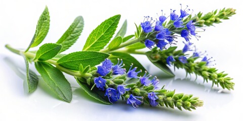 Vibrant close-up of two fresh hyssop sprigs featuring bright green leaves and delicate blue flowers against a clean white background, exuding a sense of freshness.