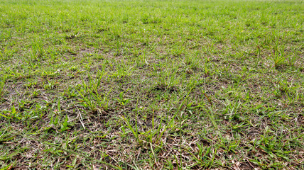 Wall Mural - A close up shot of a lush green grass lawn, showcasing its textured surface and blades. Green Field Grass Texture Material Background.