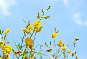Wall Mural - shrubs of vivid yellow crotalaria juncea or sunn hemp blooming against sunny blue sky