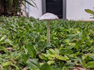 mushroom in the grass close up view