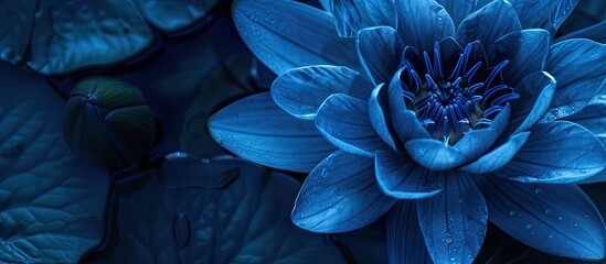 Aufkleber - Detailed closeup showcasing a blue lotus with copy space for use as a background or wallpaper image