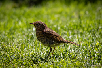 Wall Mural - A juvenile european robin on a  lawn in rural Sussex, on a summer's day