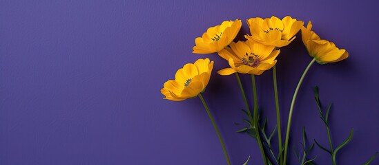 Fototapete - Close up of yellow flowers against a purple backdrop with copy space image