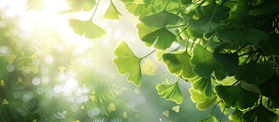 Leinwandbilder - A scenic view of ginkgo tree leaves with copy space image