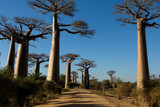 baobab