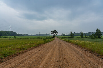 Wall Mural - country road with a bend, pine trees by the roadside, green cereal fields