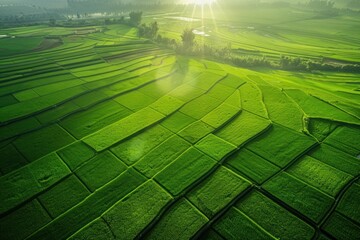 Poster - Aerial photo of a rice field sunlight outdoors nature.