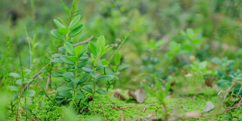 Wall Mural - Macro of sprig of lingonberry with green leaves, growing in the Finnish forest. Nature background. Wild partridgeberry, or cowberry grows in the pine forest.