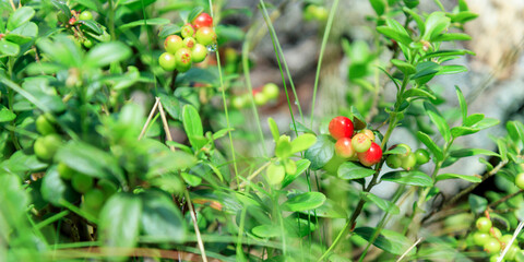 Wall Mural - A sprig of semi-red ripening wholesome lingonberry with green leaves and grass on a blurred background. Nature background. Wild partridgeberry, or cowberry grows in the pine forest.