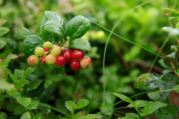 Wall Mural - A sprig of semi-red ripening wholesome lingonberry with green leaves and grass on a blurred background. Nature background. Wild partridgeberry, or cowberry grows in the pine forest.