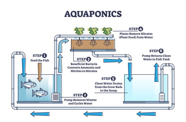 Wall Mural - Aquaponics food production with hydroponics plants and fishes outline diagram, transparent background. Environmental and nature friendly gardening and agriculture model.