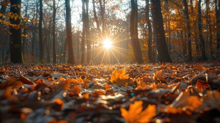 Wall Mural - A breathtaking view of the sun setting through a forest's bare trees, casting a warm golden light over the autumn leaves scattered on the ground