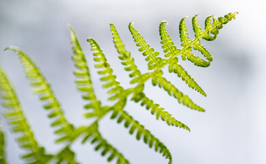 Wall Mural - Green fern leaf over blurred light blue background, close-up