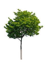 Wall Mural - maple tree with green leaves isolated on white