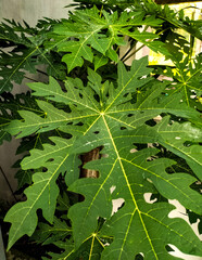 Wall Mural - Papaya leaves are leaves derived from the papaya plant (Carica papaya). Young papaya leaves. Selective focus.
