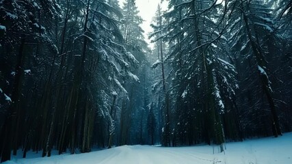 Sticker - A blanket of snow covers the forest floor as tall trees loom overhead in the dimly lit forest.