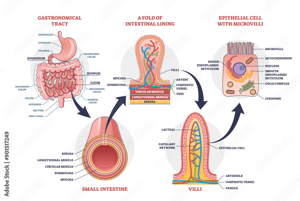 Small intestine with scientific gastrointestinal tract structure ...