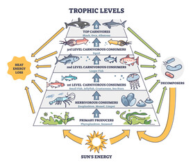 Wall Mural - Trophic levels in water wildlife as ocean food chain pyramid outline diagram, transparent background. Labeled educational division and classification.