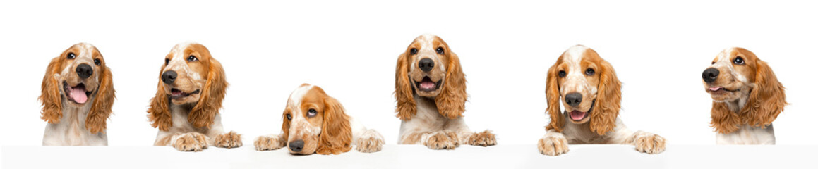 Wall Mural - Banner. Collage made of portraits of cute English Cocker Spaniel posing against white studio background. Friend, love, care and animal health, veterinary and grooming concept