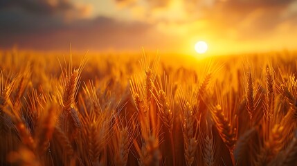 Wall Mural - golden wheat field at dusk, warm sunset light, soft focus, backlit wheat ears, rich amber tones, dra