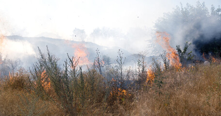 Wall Mural - Forest and steppe fires dry completely destroy the fields and steppes during a severe drought. Disaster brings regular damage to nature and economy of region. Lights field with the harvest of wheat