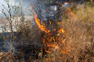 Wall Mural - Forest and steppe fires dry completely destroy the fields and steppes during a severe drought. Disaster brings regular damage to nature and economy of region. Lights field with the harvest of wheat