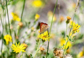 Wall Mural - Ruddy Copper (Tharsalea rubidus) Butterfly on Wildflowers in Colorado