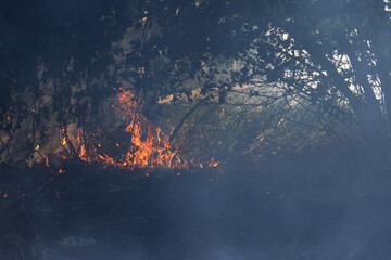 Wall Mural - Forest and steppe fires dry completely destroy the fields and steppes during a severe drought. Disaster brings regular damage to nature and economy of region. Lights field with the harvest of wheat