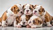 © Caitlin - Adorable six-week-old English bulldog puppies tumble and wrestle, their wrinkled faces scrunched up in playful snarls, as they engage in a fuzzy, snorting battle of cuteness.