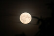 © Vivid Impressions LT - Full Moon Illuminating Night Sky with Silhouetted Trees, Captured from Low Angle, on the summer night, close up, dark, horizontal
