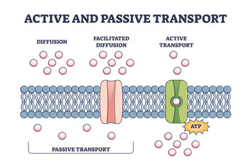 Active and passive transport as molecules ATP movement in outline diagram, transparent background. Labeled educational scheme with closeup cellular model illustration.