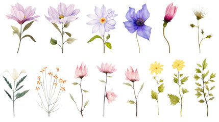 Wall Mural - set of watercolor wildflowers painting isolated on clear png background and transparent background. 