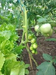 tomatoes, green, vegetable garden, vegetables, garden, summer