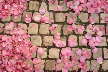 Canvas Print - A brick walkway covered in pink petals. The petals are scattered all over the ground, creating a beautiful and serene atmosphere