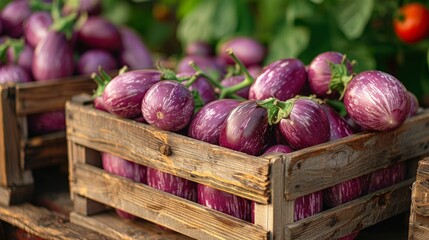 Wall Mural - Harvest of Fresh Purple Eggplants Gathered in Rustic Wooden Crates at a Vibrant Farmers Market. Generative AI