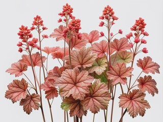 Wall Mural - Vibrant coral bells flowers with delicate, lobed leaves and airy stems are beautifully isolated on a pure white background in high-resolution detail.