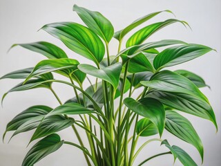 Poster - Vibrant green leafy plant with long slender stem and delicate oblong leaves growing upwards against a soft white background with subtle natural texture.