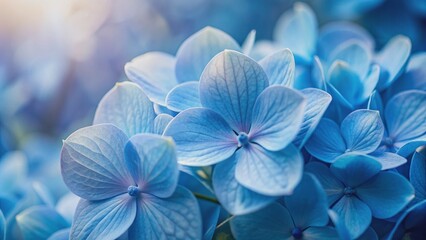 Poster - Delicate petals of soft blue hydrangea bloom against a serene blue background, creating a calming and peaceful atmosphere in this stunning close-up floral image.