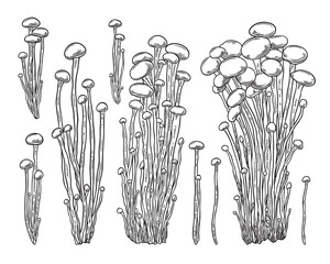 Hand drawn vector set of Enoki mushrooms on isolated background.