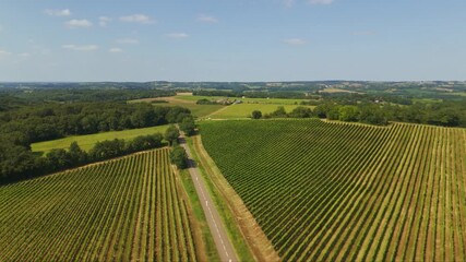 Canvas Print - Route de campagne et vignes