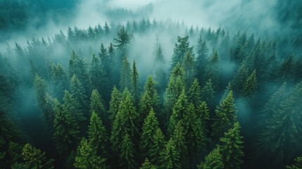 Wall Mural - lush evergreen forest shrouded in mist during early morning hours. generative ai