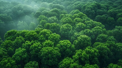 Wall Mural - lush green forests covering the landscape under a misty morning sky in early autumn. generative ai