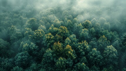 Wall Mural - lush green forest covered in mystical fog during early morning hours. generative ai