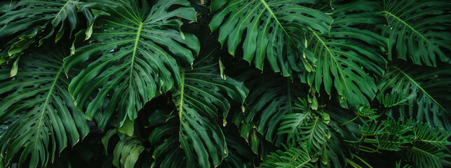 Wall Mural - lush green plant with leaves that are pointed and have a lot of spots